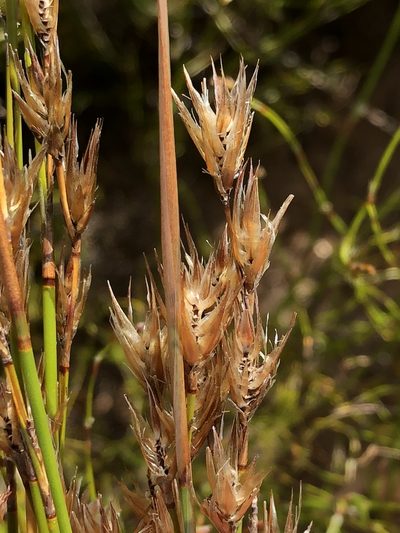 Thamnochortus guthrieae, photographed by Dave U
