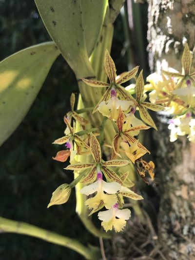 Epidendrum stamfordianum, photographed by ldgc