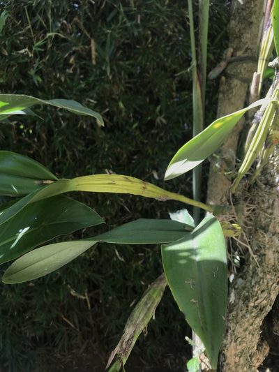 Laelia lueddemannii, photographed by ldgc