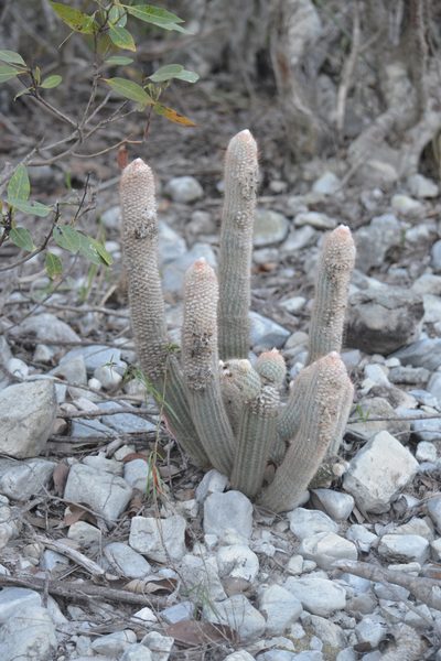 Micranthocereus flaviflorus, photographed by B. Phalan