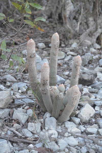 Micranthocereus flaviflorus, photographed by B. Phalan