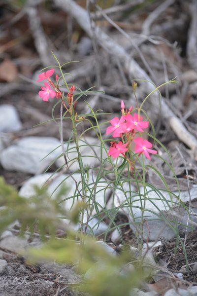 Mandevilla tenuifolia, photographed by B. Phalan