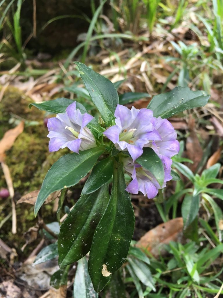Gentiana cephalantha, photographed by Matt Berger