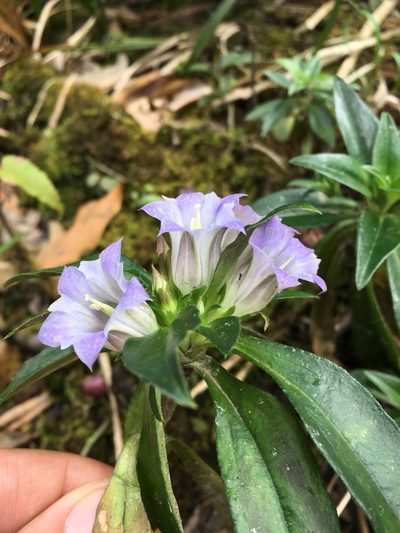 Gentiana cephalantha, photographed by Matt Berger