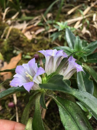 Gentiana cephalantha, photographed by Matt Berger