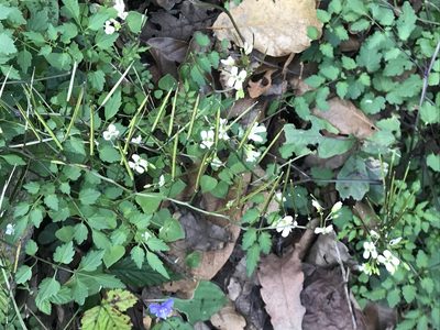 Cardamine auriculata, photographed by Adriana Nelly Correa Sandoval