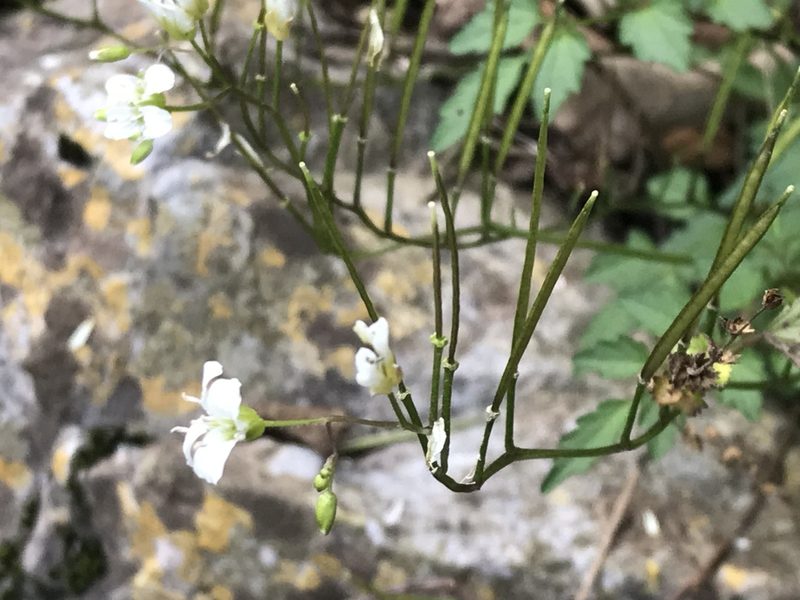 Cardamine auriculata, photographed by Adriana Nelly Correa Sandoval