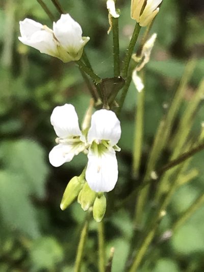 Cardamine auriculata, photographed by Adriana Nelly Correa Sandoval