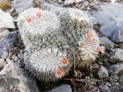 Mammillaria parkinsonii, photographed by Sandino Guerrero