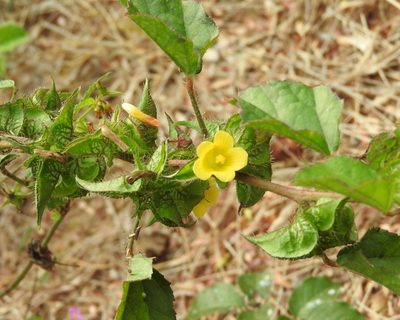 Malachra alceifolia, photographed by Francisco Farriols Sarabia