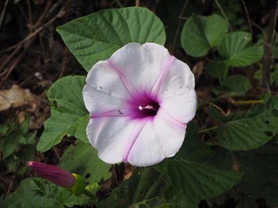 Stictocardia tiliifolia, photographed by 葉子