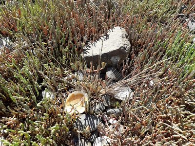 Puccinellia stricta, photographed by Alice Shanks