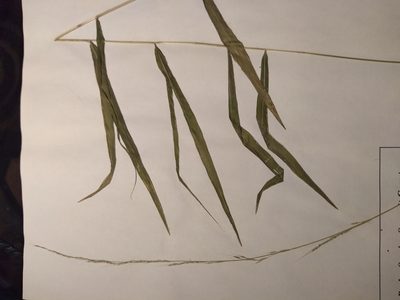 Muhlenbergia tenuiflora, photographed by Summit Metro Parks