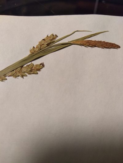 Carex tetanica, photographed by Summit Metro Parks