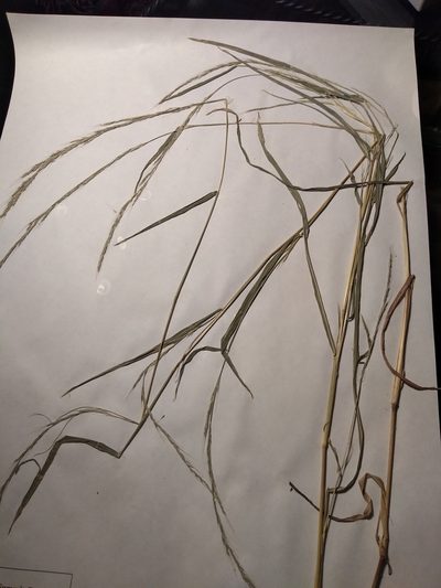 Muhlenbergia sylvatica, photographed by Summit Metro Parks