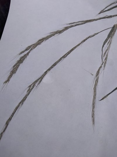Muhlenbergia sylvatica, photographed by Summit Metro Parks