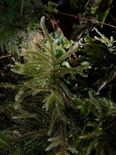 Plagiochila rutlandii, photographed by Leon Perrie