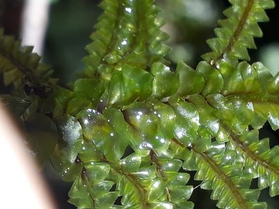 Plagiochila rutlandii, photographed by Leon Perrie