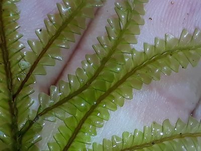 Plagiochila rutlandii, photographed by Leon Perrie