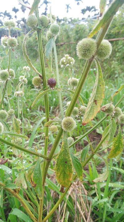 Hyptis brevipes, photographed by Cheng-Te Hsu