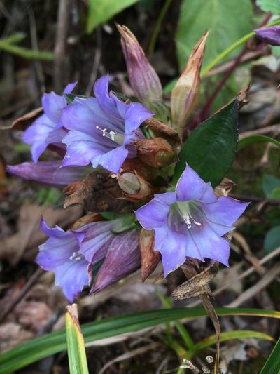 Gentiana cephalantha, photographed by Matt Berger