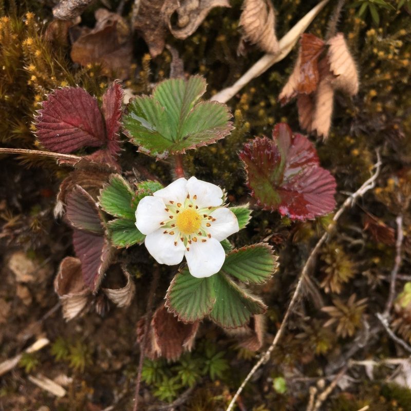 Fragaria nilgerrensis, photographed by Matt Berger