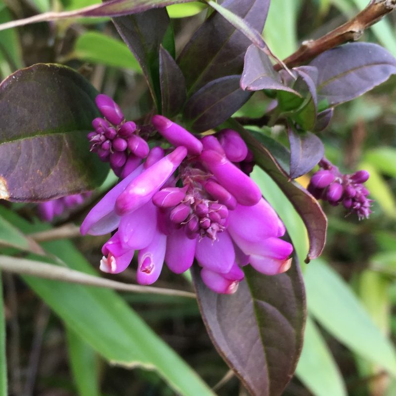 Polygala karensium, photographed by Matt Berger