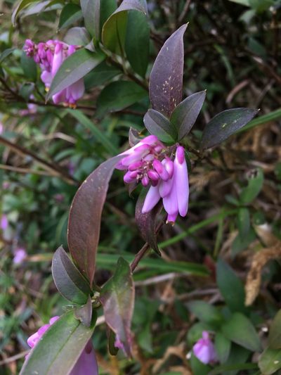 Polygala karensium, photographed by Matt Berger