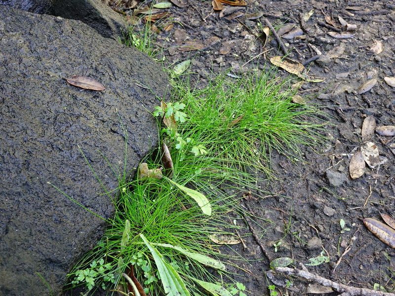 Isolepis habra, photographed by Jacqui Geux