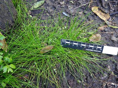 Isolepis habra, photographed by Jacqui Geux