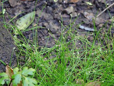 Isolepis habra, photographed by Jacqui Geux