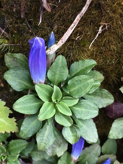 Gentiana lowryi, photographed by Matt Berger