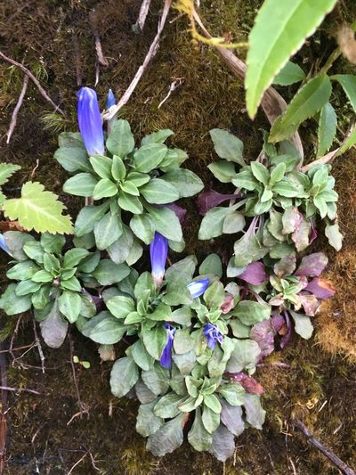 Gentiana lowryi, photographed by Matt Berger