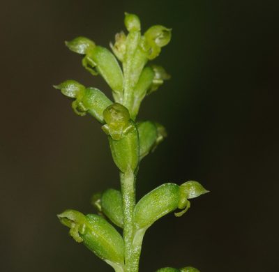 Microtis parviflora, photographed by Rolf Lawrenz
