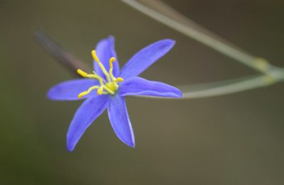 Thelionema caespitosum, photographed by Rolf Lawrenz