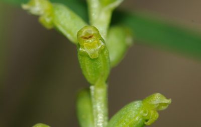Microtis parviflora, photographed by Rolf Lawrenz