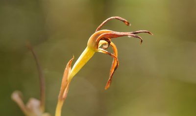 Lyperanthus suaveolens, photographed by Rolf Lawrenz