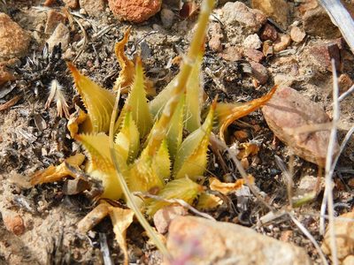 Haworthia mirabilis, photographed by Klaus Wehrlin