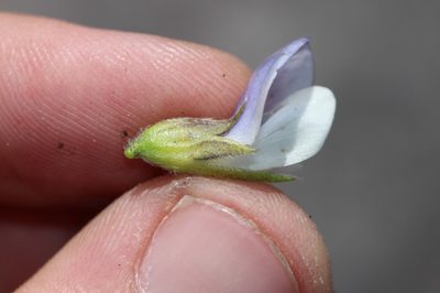Psoralea montana, photographed by Brian du Preez