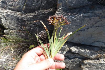 Nivenia parviflora, photographed by Brian du Preez
