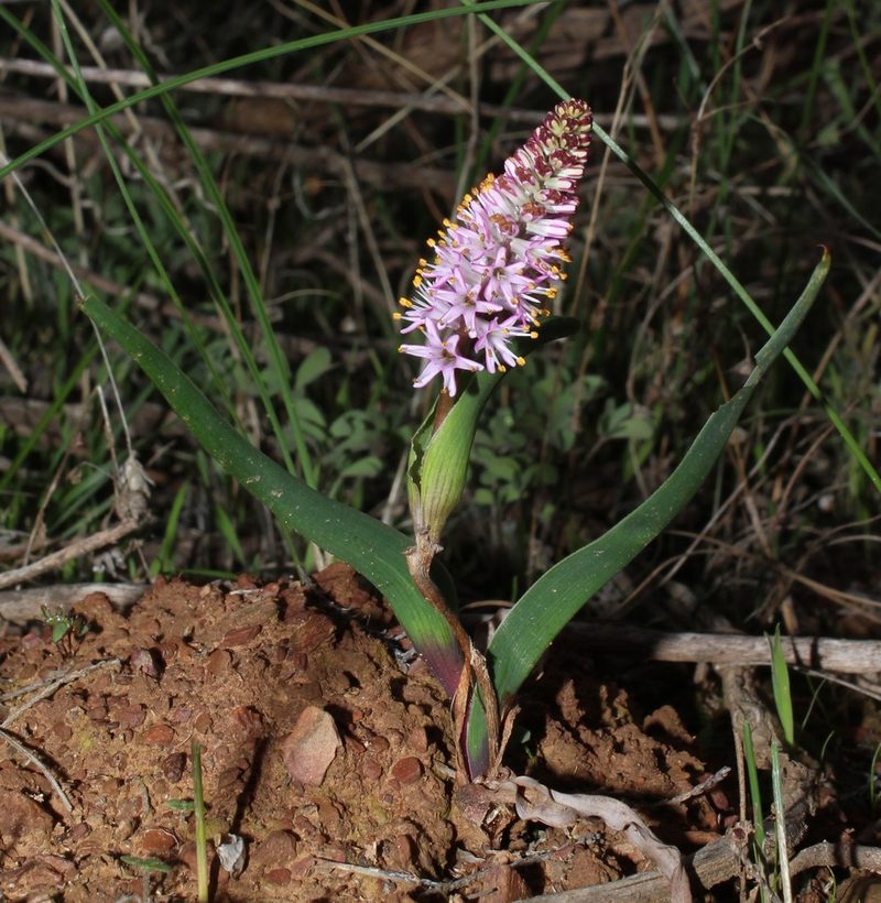 Wurmbea compacta, photographed by Brian du Preez