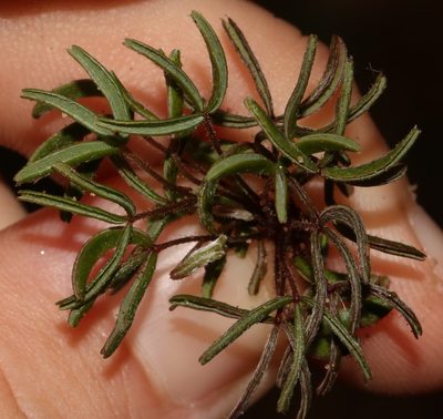 Oxalis droseroides, photographed by Brian du Preez