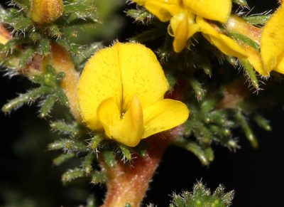 Aspalathus flexuosa, photographed by Brian du Preez