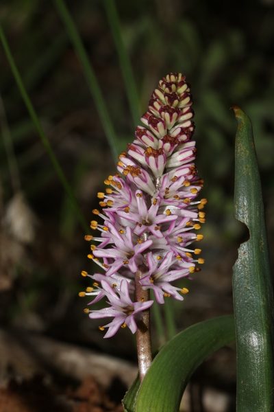 Wurmbea compacta, photographed by Brian du Preez