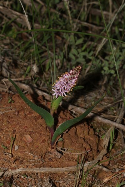 Wurmbea compacta, photographed by Brian du Preez