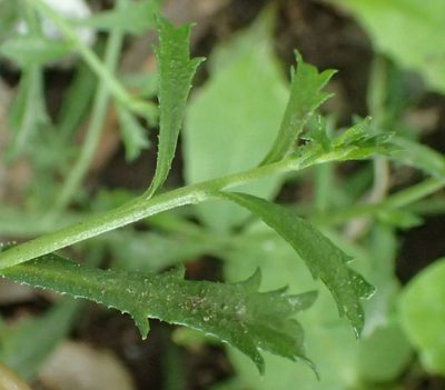 Lepidium desvauxii, photographed by John Steel