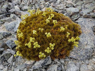 Aciphylla dobsonii, photographed by Possums' End