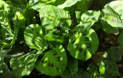 Maranta leuconeura, photographed by alessandradalia