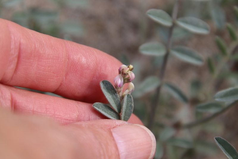 Astragalus aridus, photographed by Millie Basden