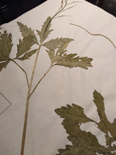 Cardamine maxima, photographed by Summit Metro Parks